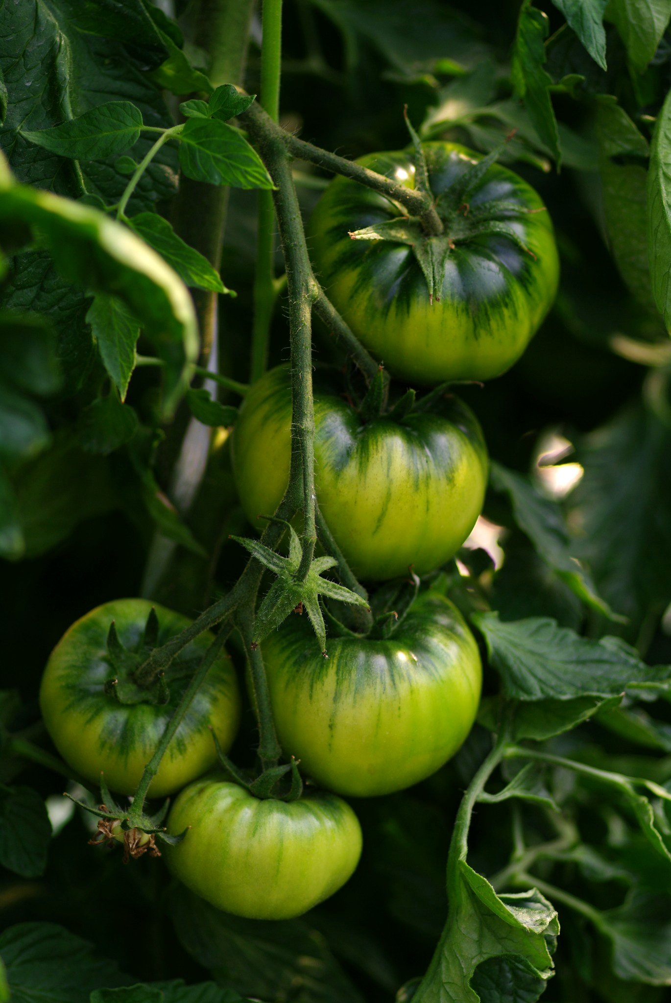 생육 중인 토마토 클로즈업