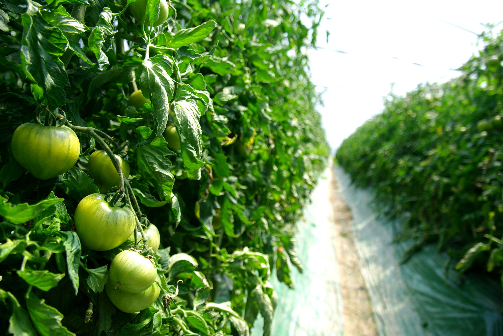 햇살농원 재배동 통로