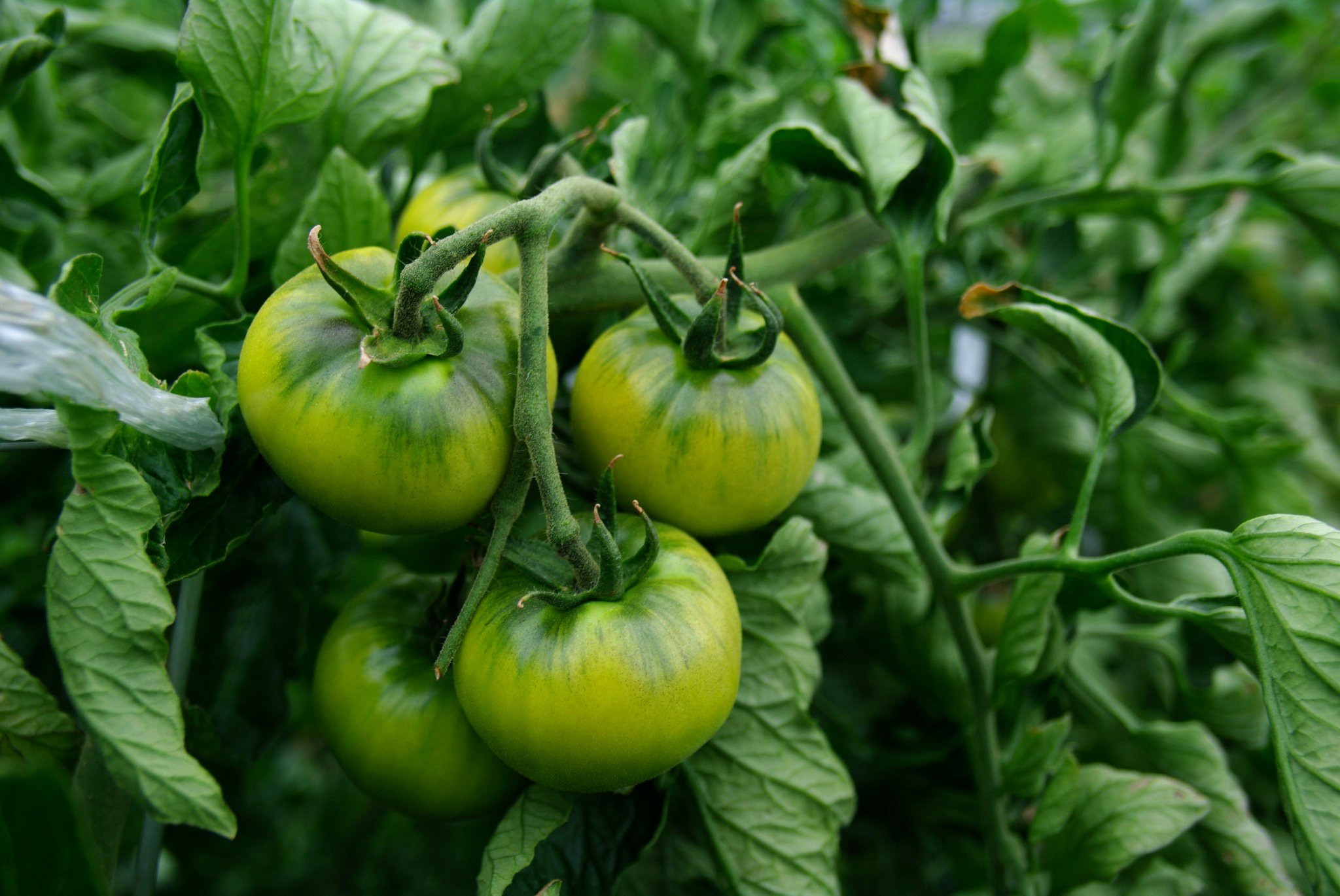 생육 중인 짭짤이 토마토