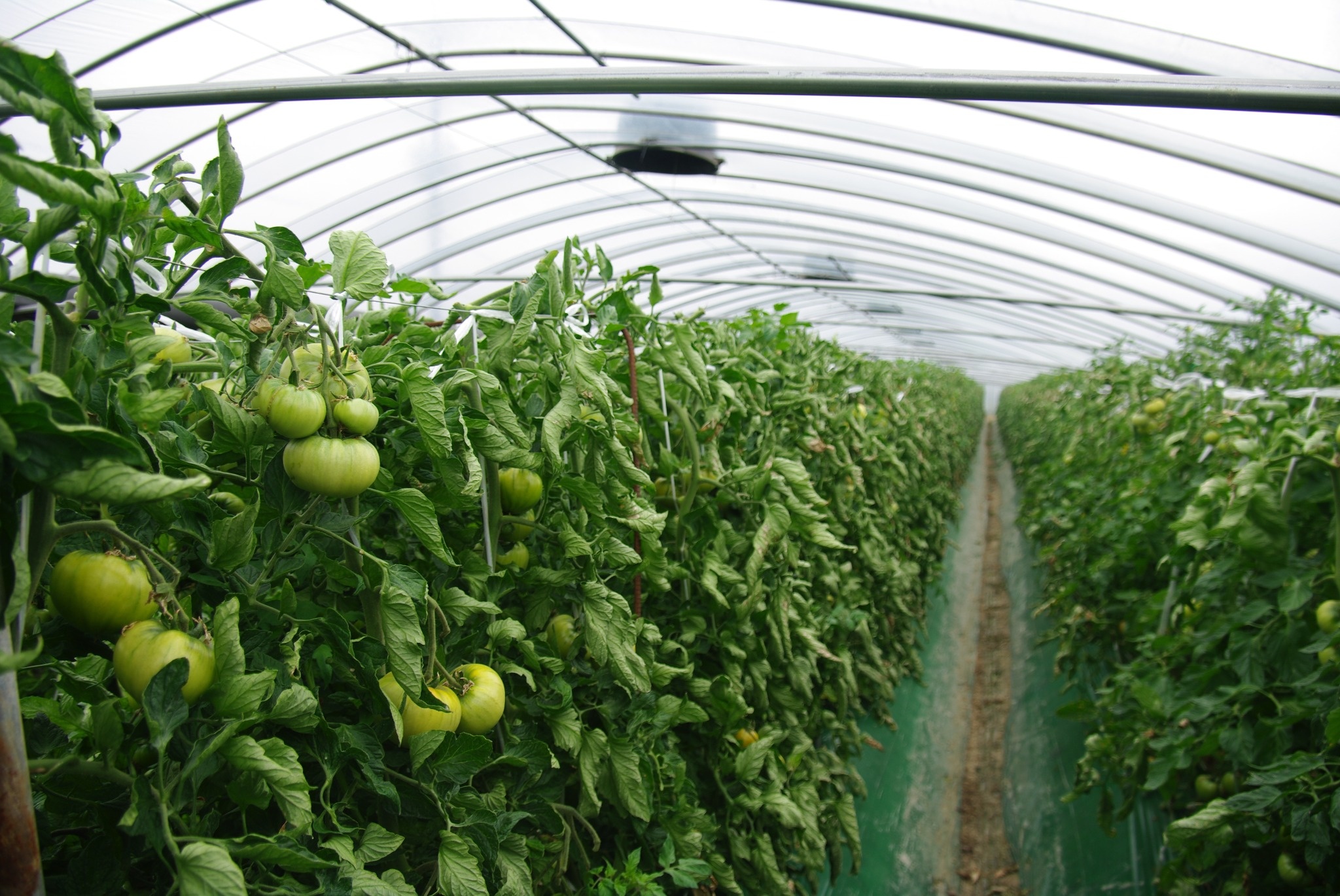 햇살농원 하우스 전경