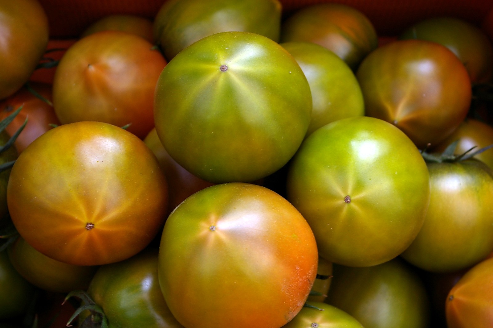 대저토마토 색감