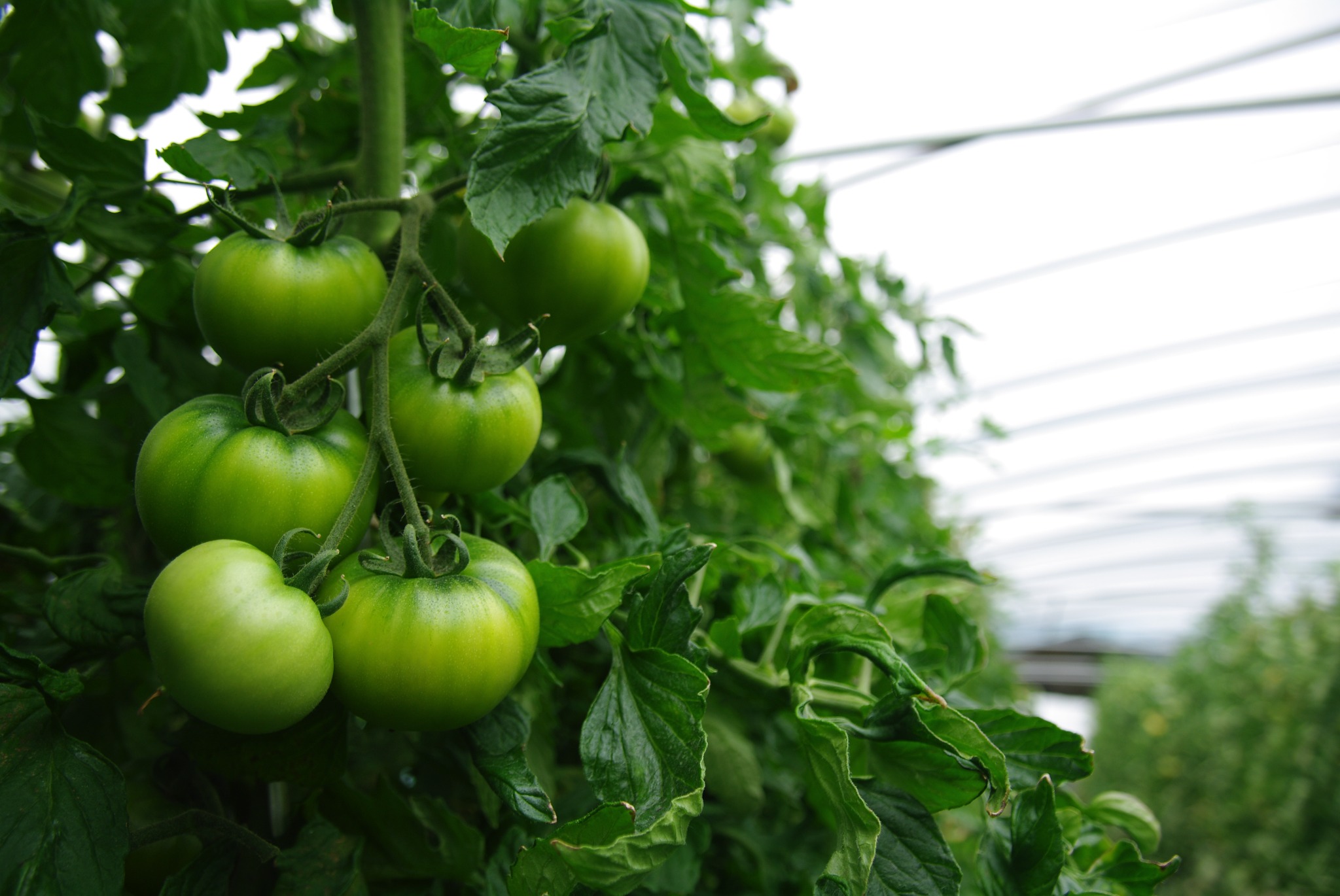 토마토 클러스터