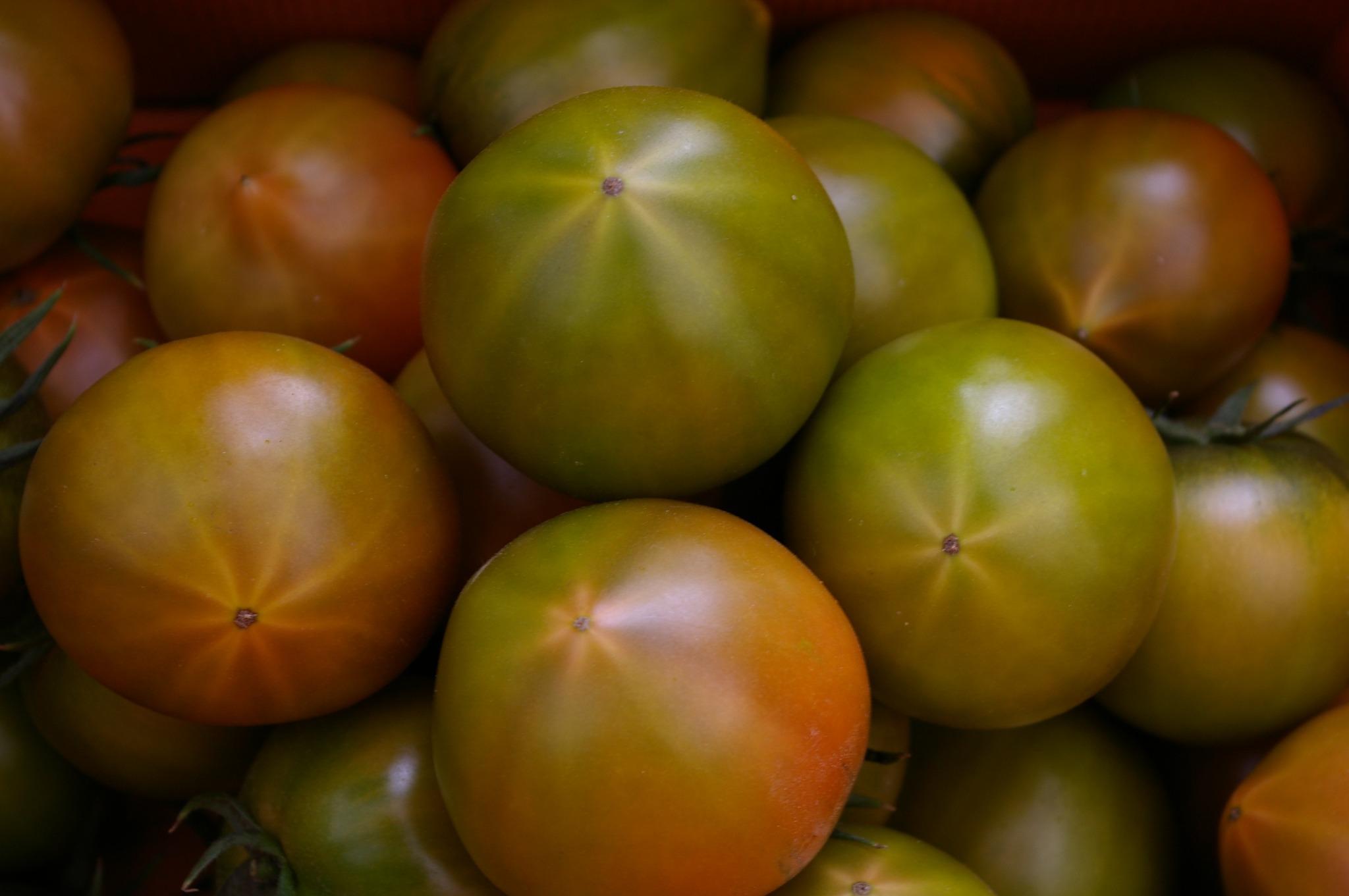 토마토 클로즈업