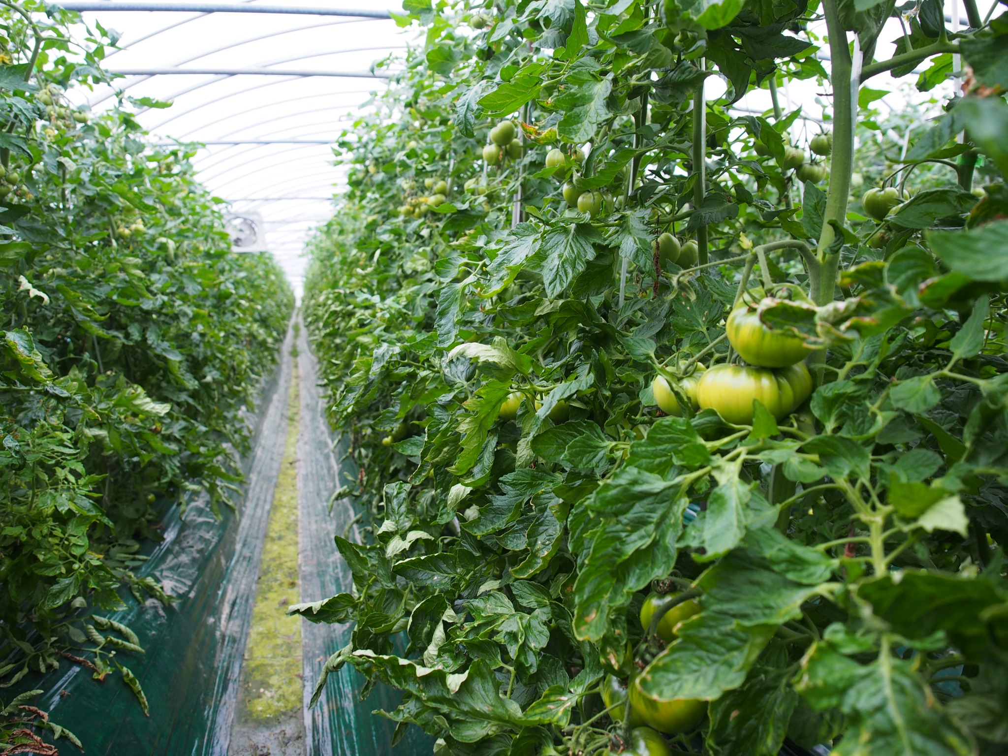 햇살농원 재배 하우스